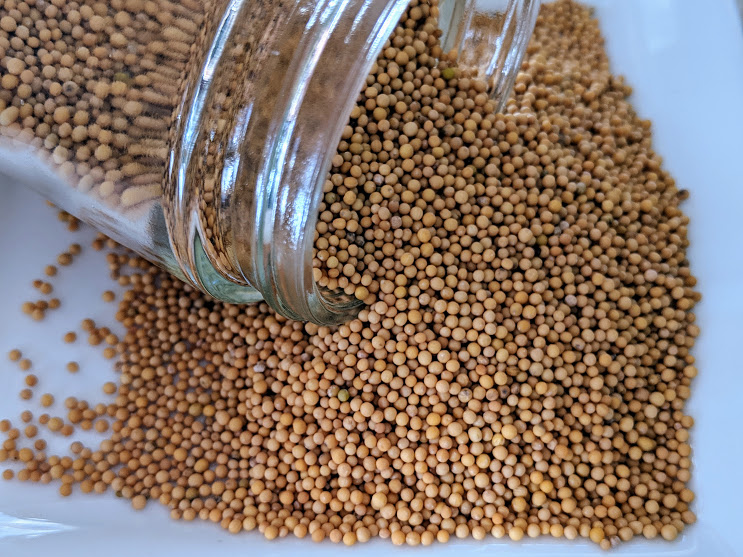 Mustard Seed Yellow Certified Organic Gryffon Ridge Spice Merchants